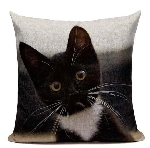 Coussin Chaton